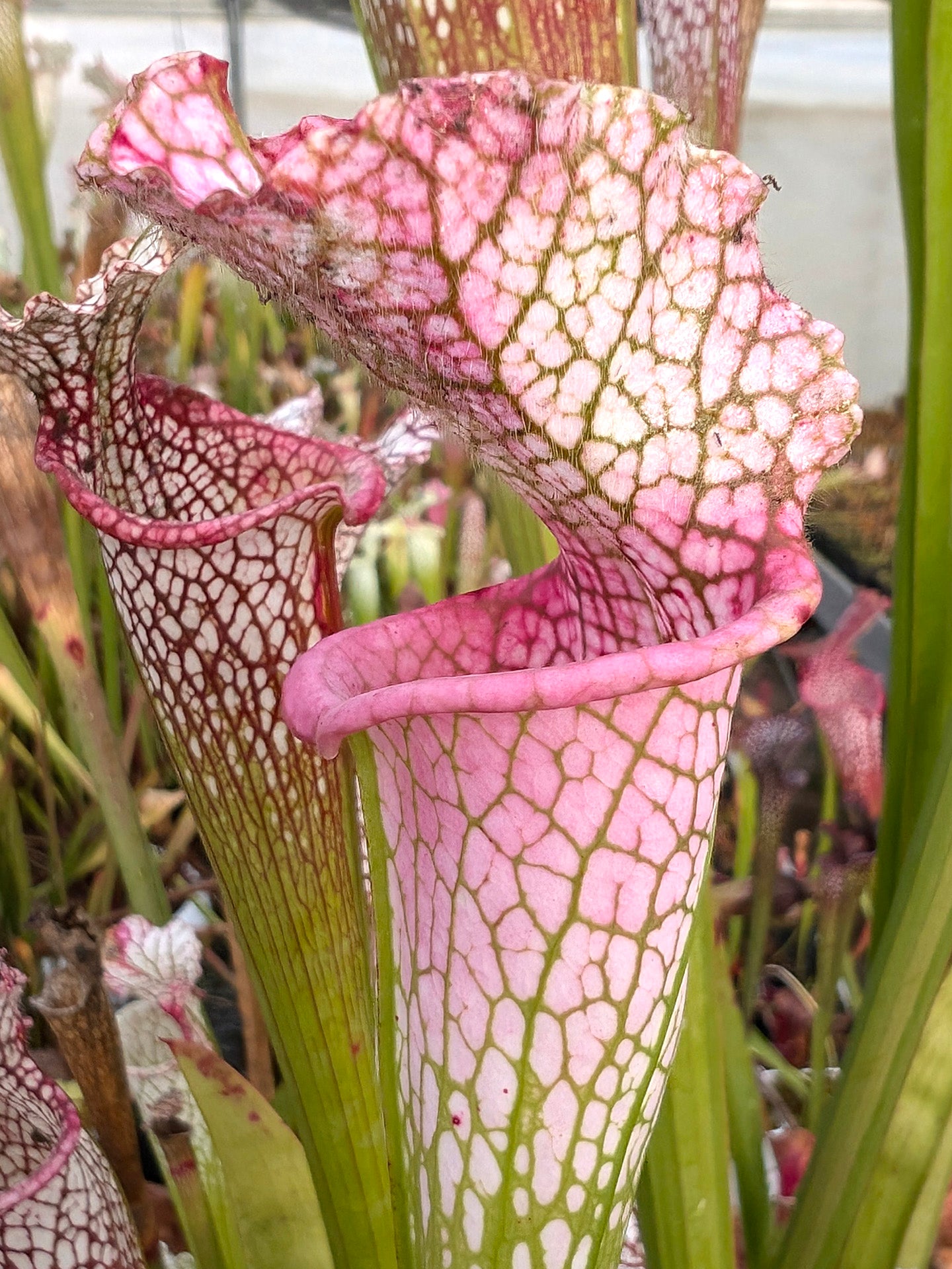 AUCTION 7: Sarracenia leucophylla L131 MK “Ruby Joyce” x var.alba (No. 5)