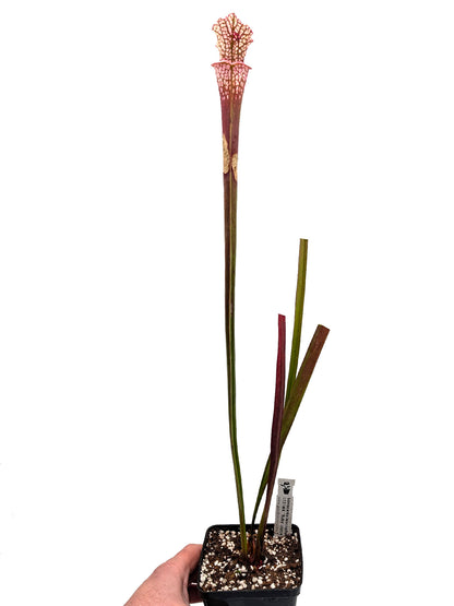 AUCTION 7: Sarracenia leucophylla L131 MK “Ruby Joyce” x var.alba (No. 5)