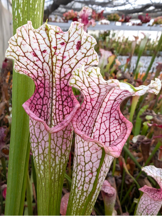 L19 GC  Sarracenia leucophylla