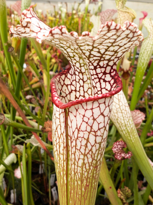 Sarracenia leucophylla L20A MK Baldwin County, Alabama