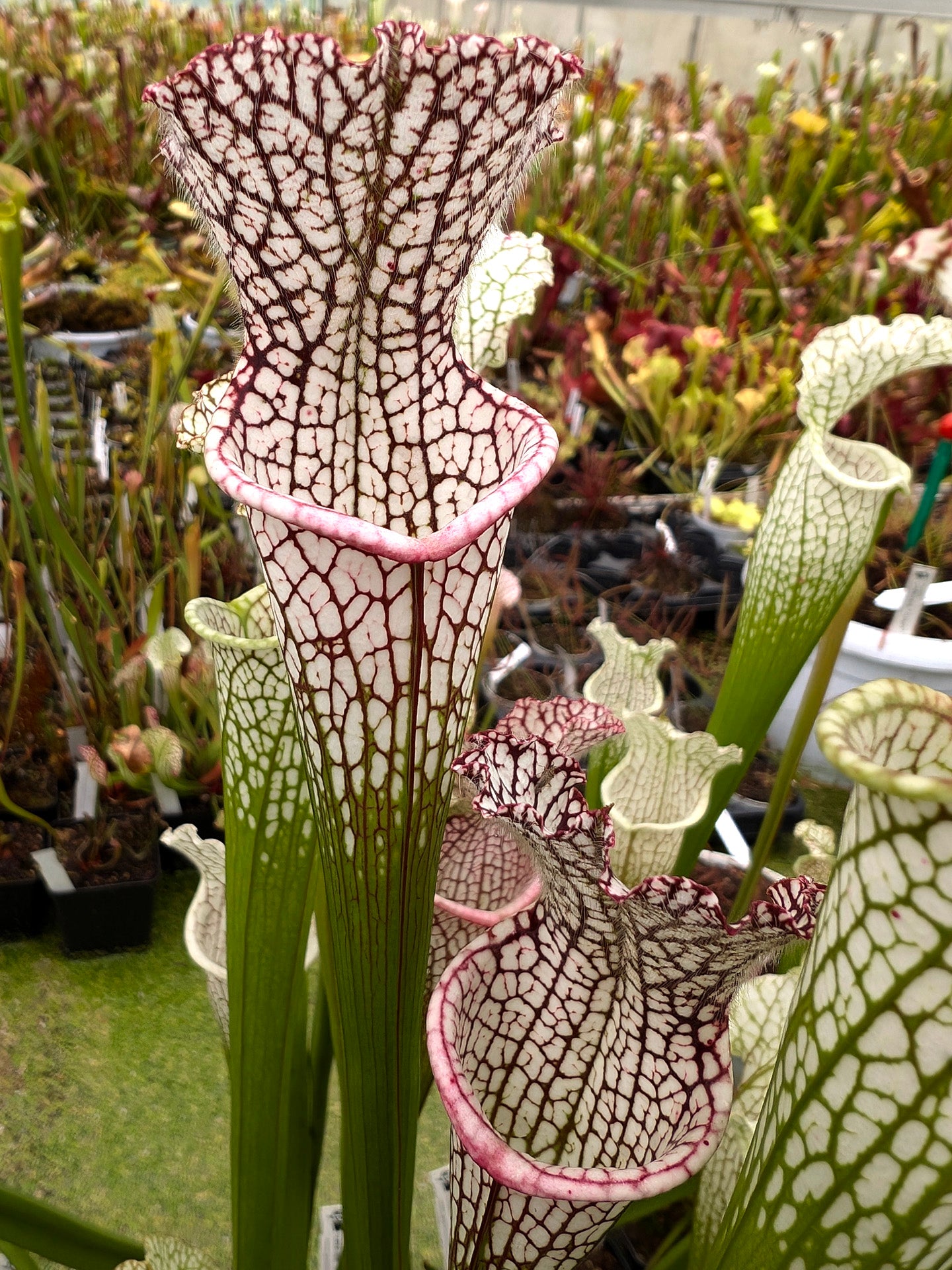 Sarracenia leucophylla Rot &amp; Weiß L29 MK