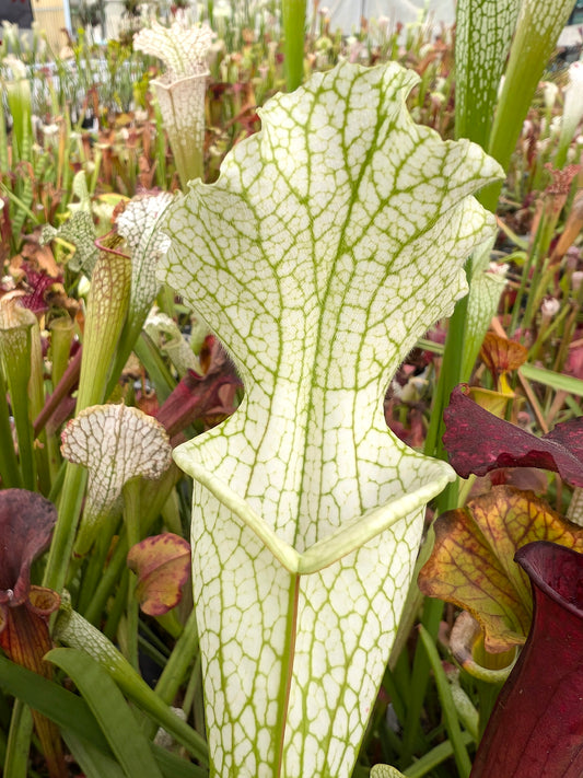 Sarracenia leucophylla Citronelle AL. L2 MK