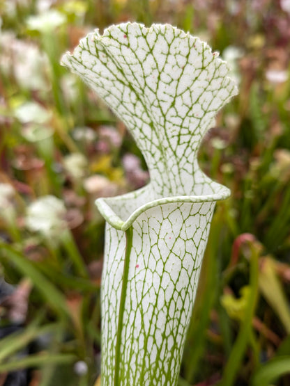 Sarracenia leucophylla L32C MrS