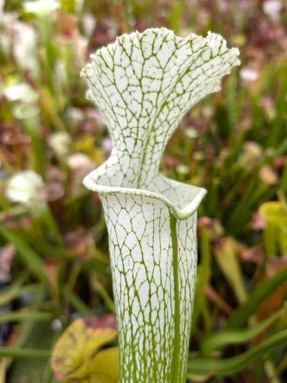 Sarracenia leucophylla L32C MrS