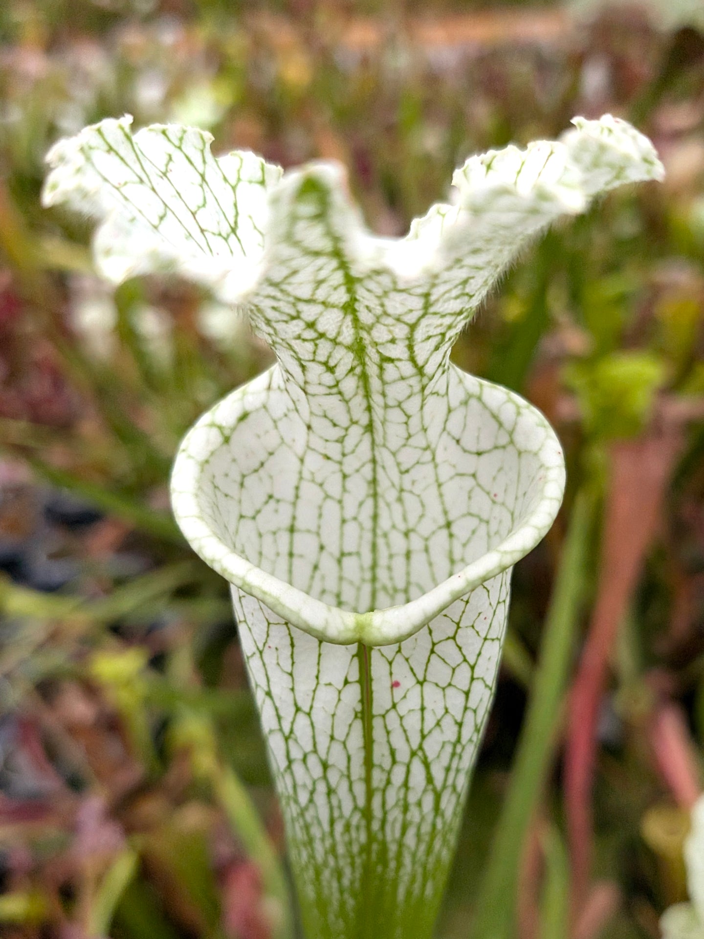 Sarracenia leucophylla L32/C MrS