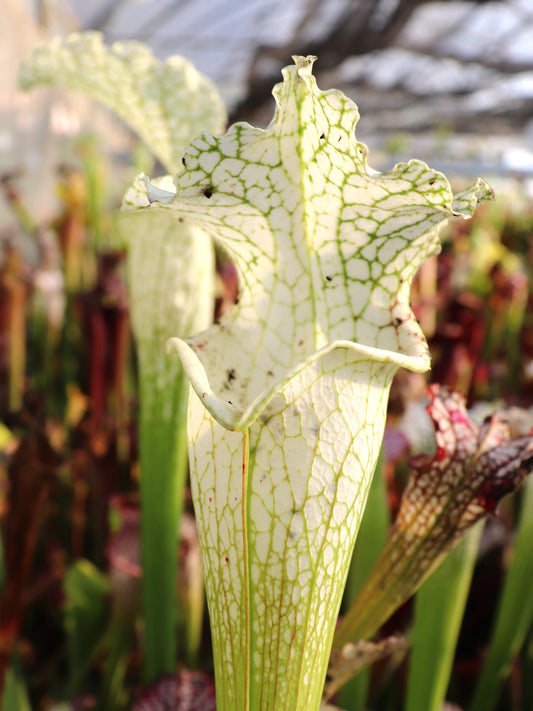 Sarracenia leucophylla  L34A  MrS