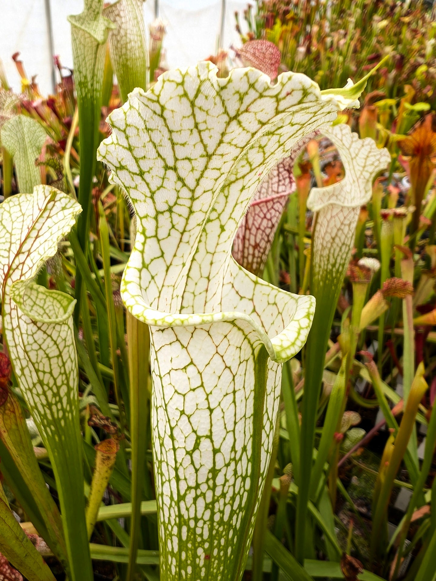 Sarracenia leucophylla  L39A MK Citronelle, Alabama