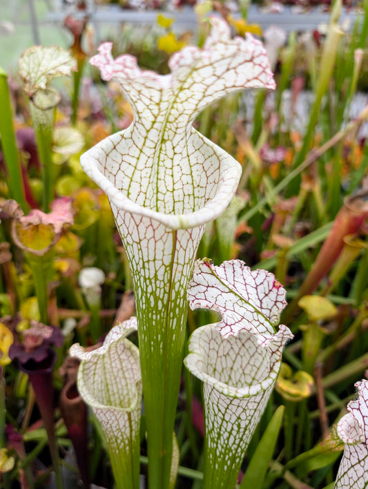 Sarracenia leucophylla L79 MK Tibbee, Washington County, Alabama