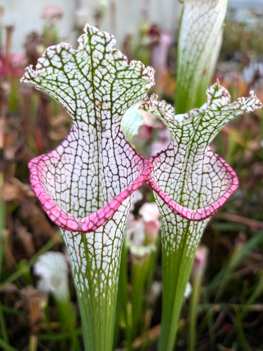 L9 GC Sarracenia leucophylla „Pink Lip“