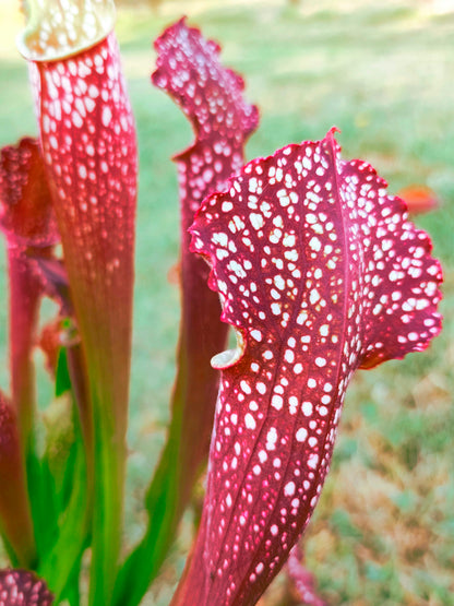 Sarracenia 'Ladies in waiting'