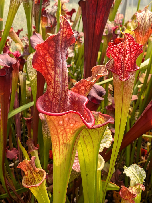 H25 GC Sarracenia "Lady Adrian"