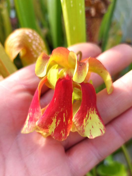 Sarracenia "La Espanola"