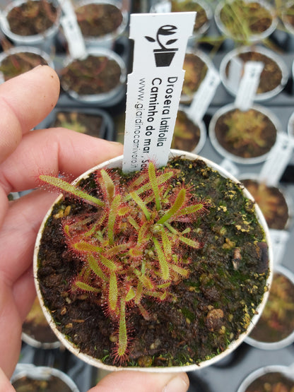 Drosera latifolia Caminho do Mar, Sao Paulo, Brasilien