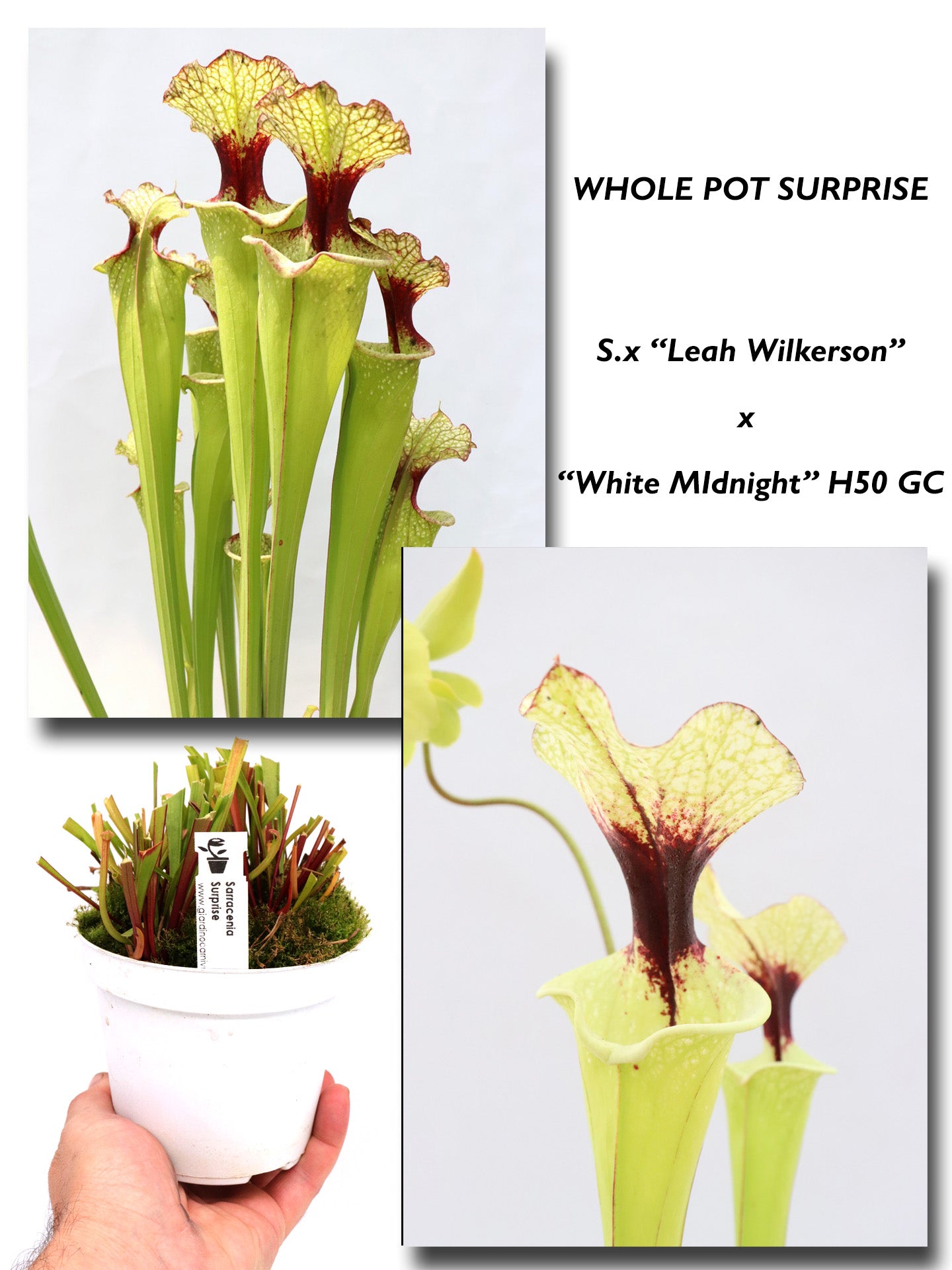 S.x 'Leah Wilkerson' x "White Midnight" H50 GC GC SEEDGROWN