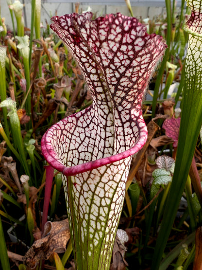 Sarracenia leucophylla L10 Churchtown Carnivores