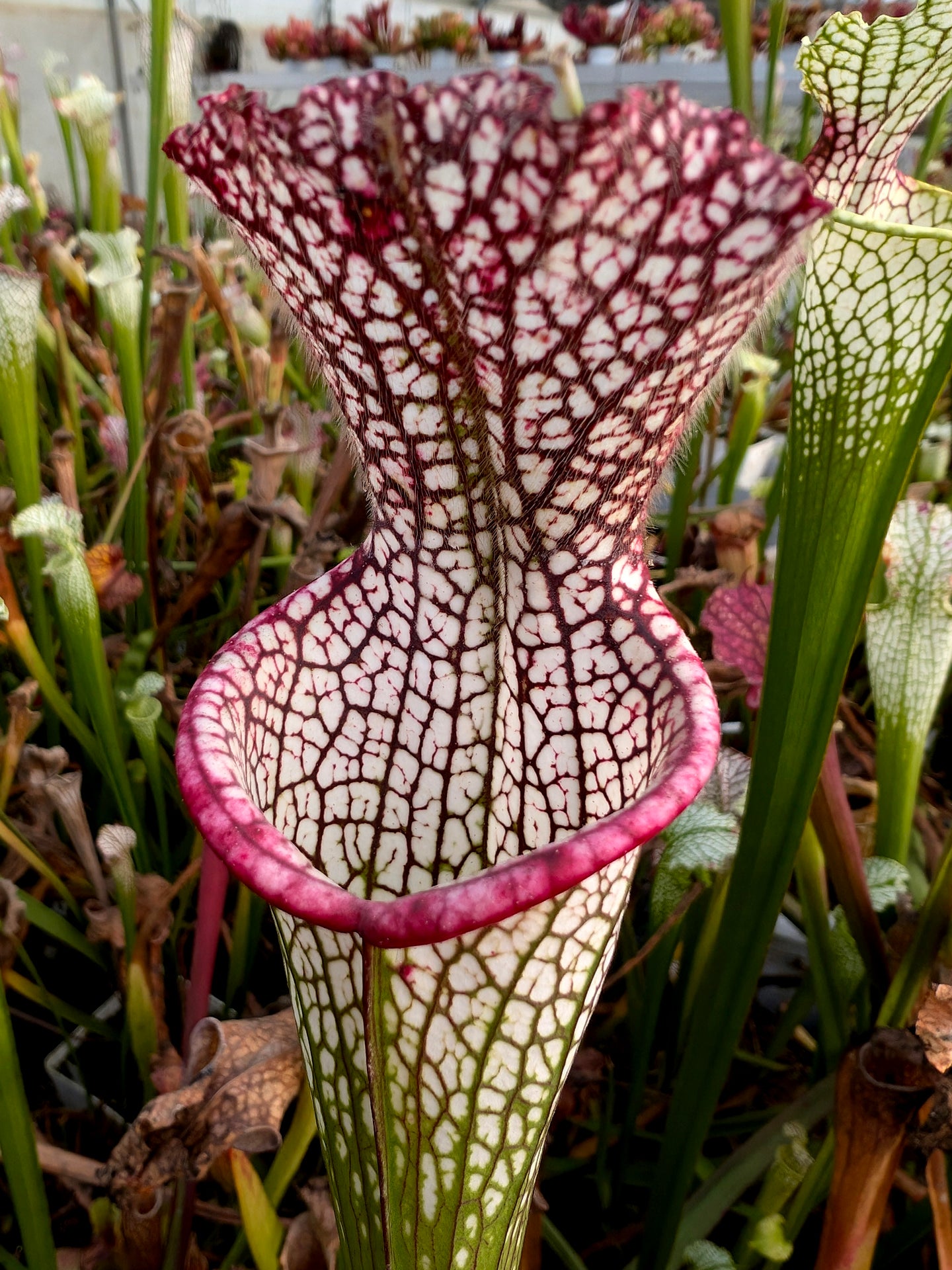 Sarracenia leucophylla L10 Churchtown Carnivores