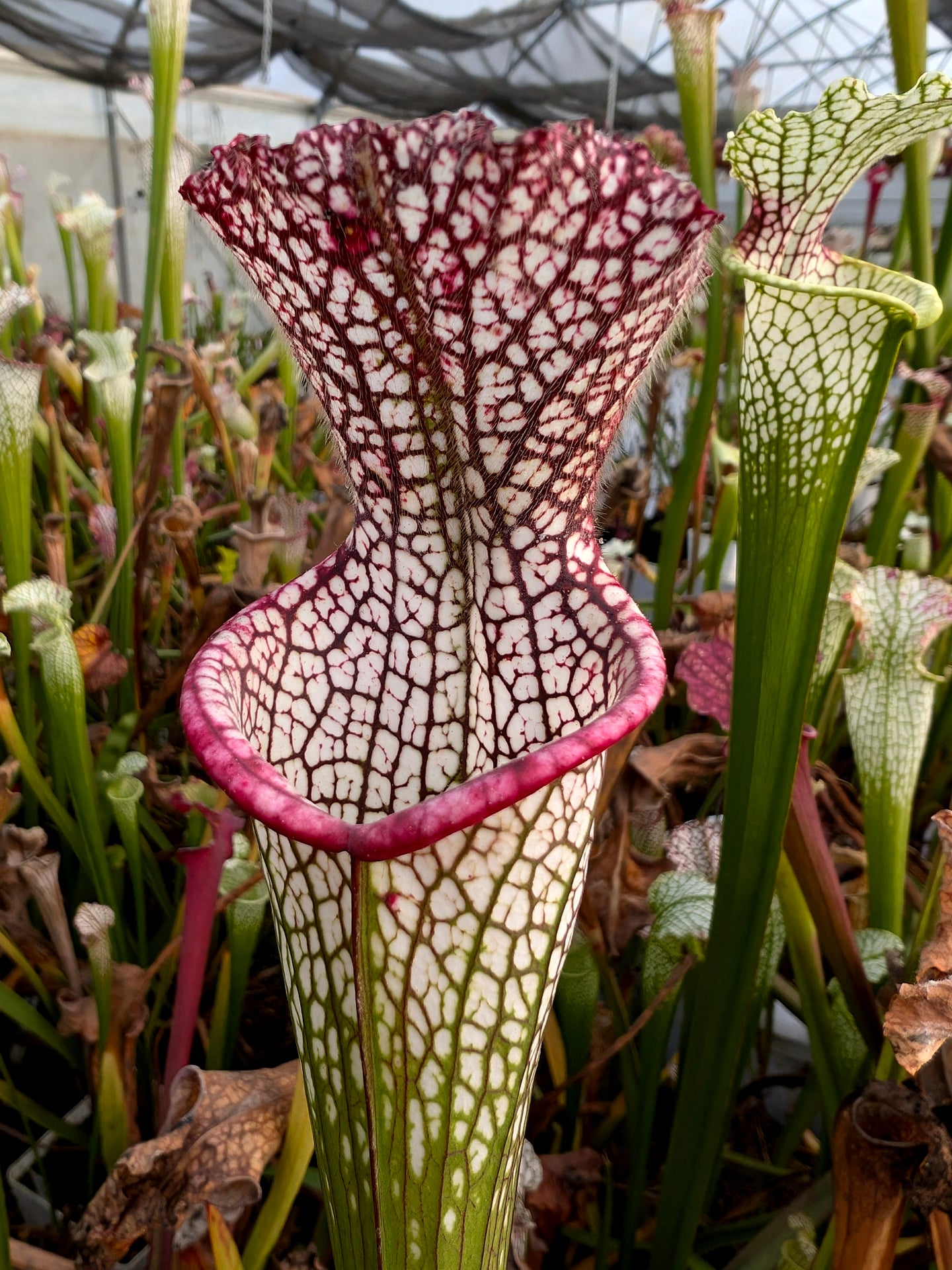 Sarracenia leucophylla L10 Churchtown Carnivores