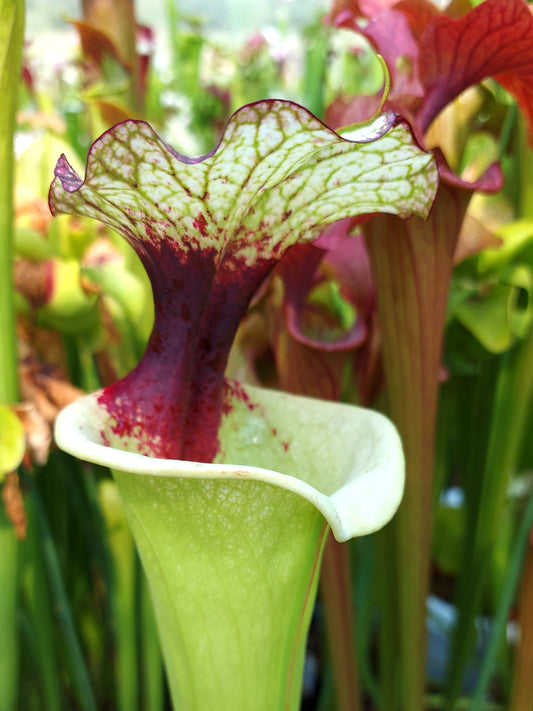 AUCTION 6 : Sarracenia 'Legacy' with 2 growth points