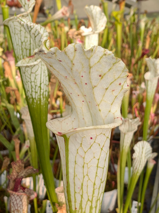 Sarracenia leucophylla var. alba