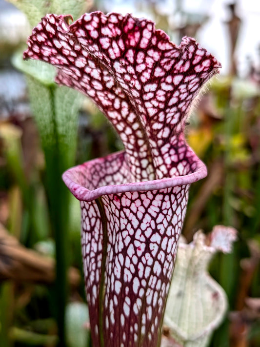 Sarracenia leucophylla "Red" Clone 1"