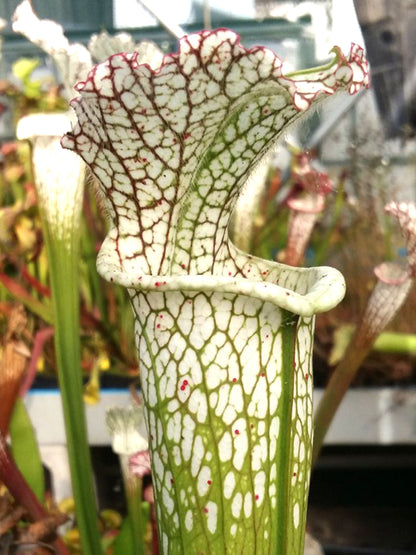 Sarracenia leucophylla  Clone B AAmici