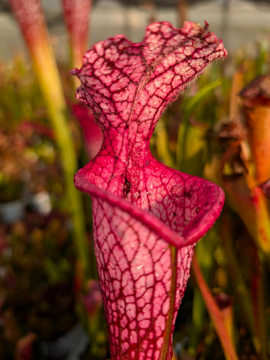 Sarracenia leucophylla „Cupido“