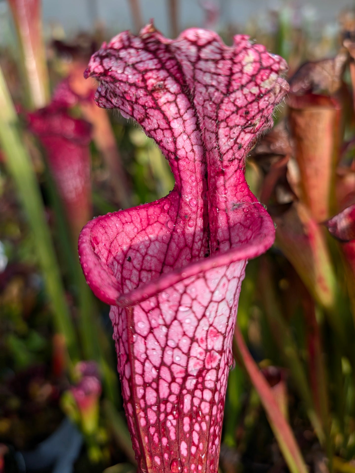 Sarracenia leucophylla "Cupido"