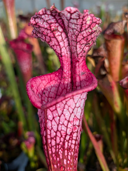 Sarracenia leucophylla "Cupido"