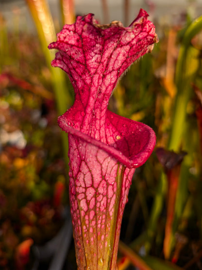 Sarracenia leucophylla "Eros"