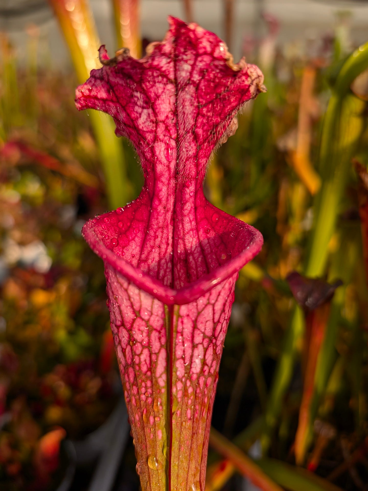 Sarracenia leucophylla "Eros"