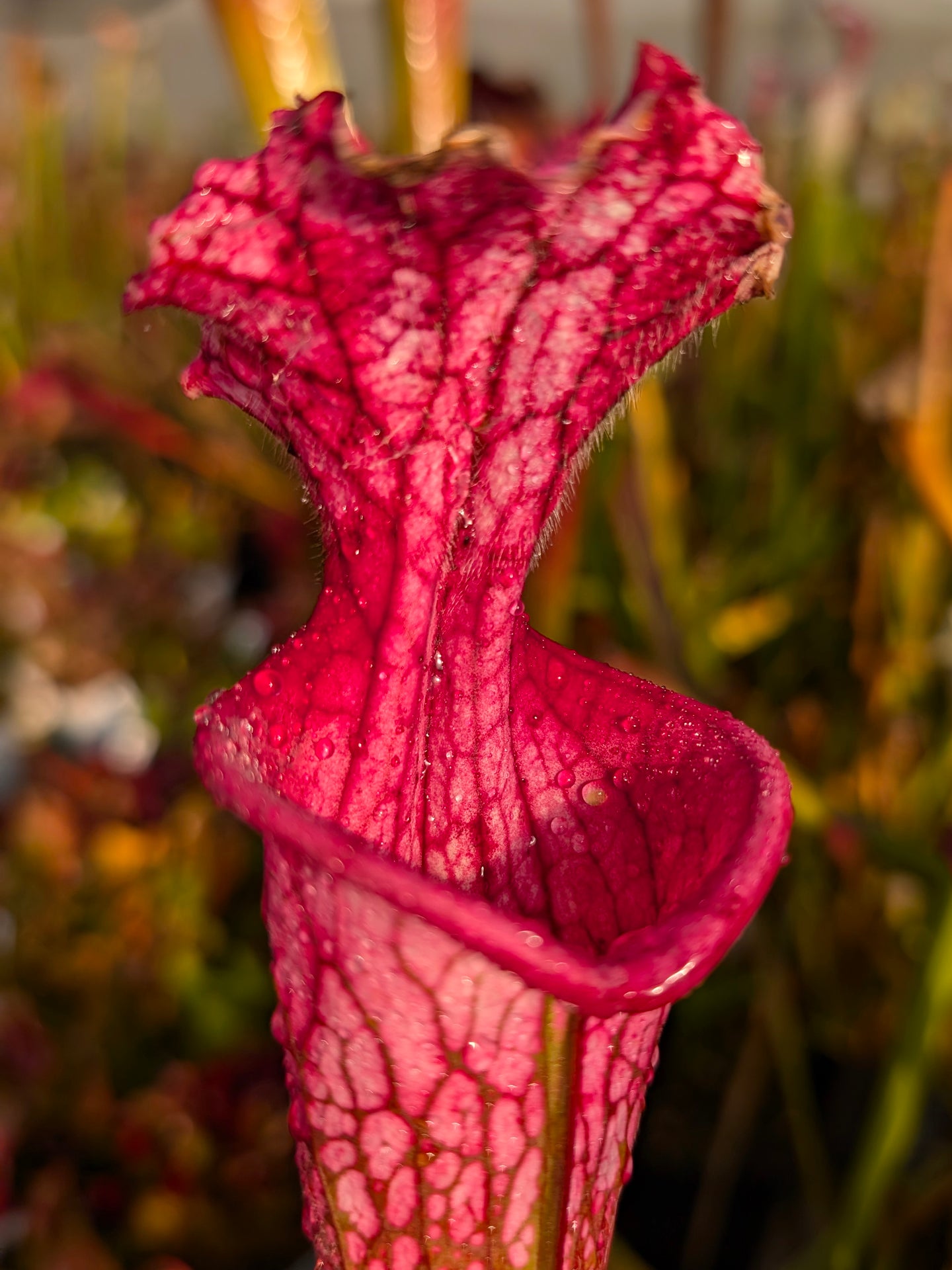 Sarracenia leucophylla "Eros"