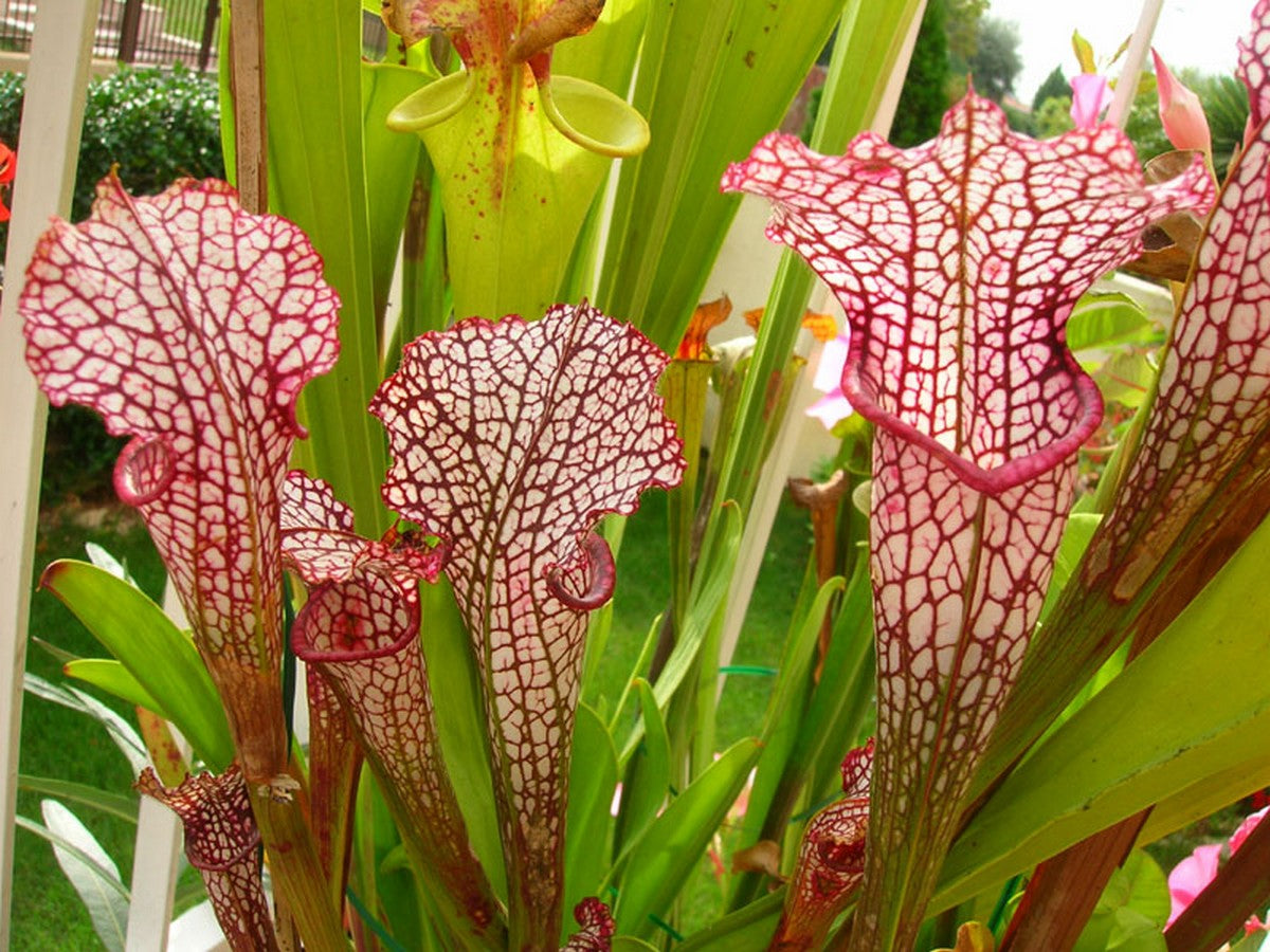 Sarracenia leucophylla "Pink Vein" Derek Clavell