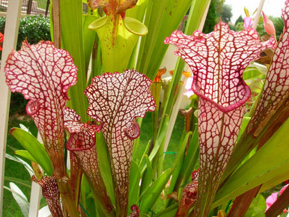 Sarracenia leucophylla „Rosa Vene“ Derek Clavell