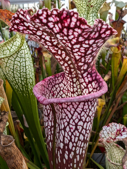 Sarracenia leucophylla "Red" Clone 1"