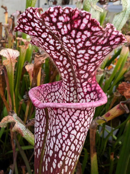 Sarracenia leucophylla "Red" Clone 1"