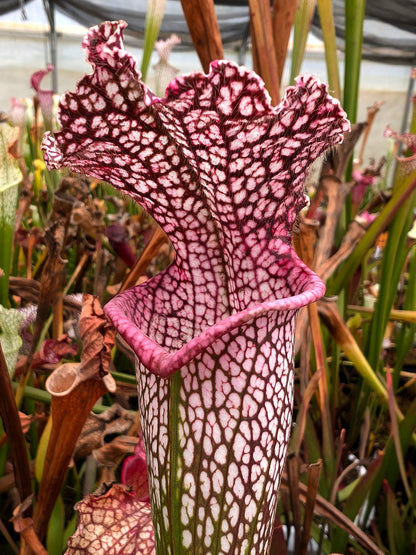 Sarracenia leucophylla „Red“ Klon 4