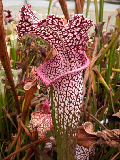 Sarracenia leucophylla „Red“ Klon 4