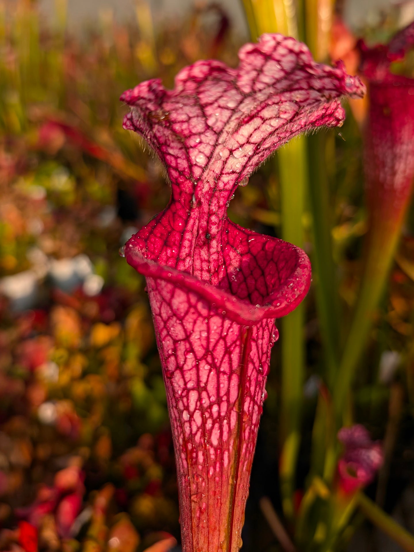 Sarracenia leucophylla "Venere"