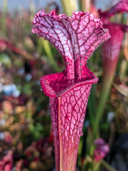 Sarracenia leucophylla "Venere"