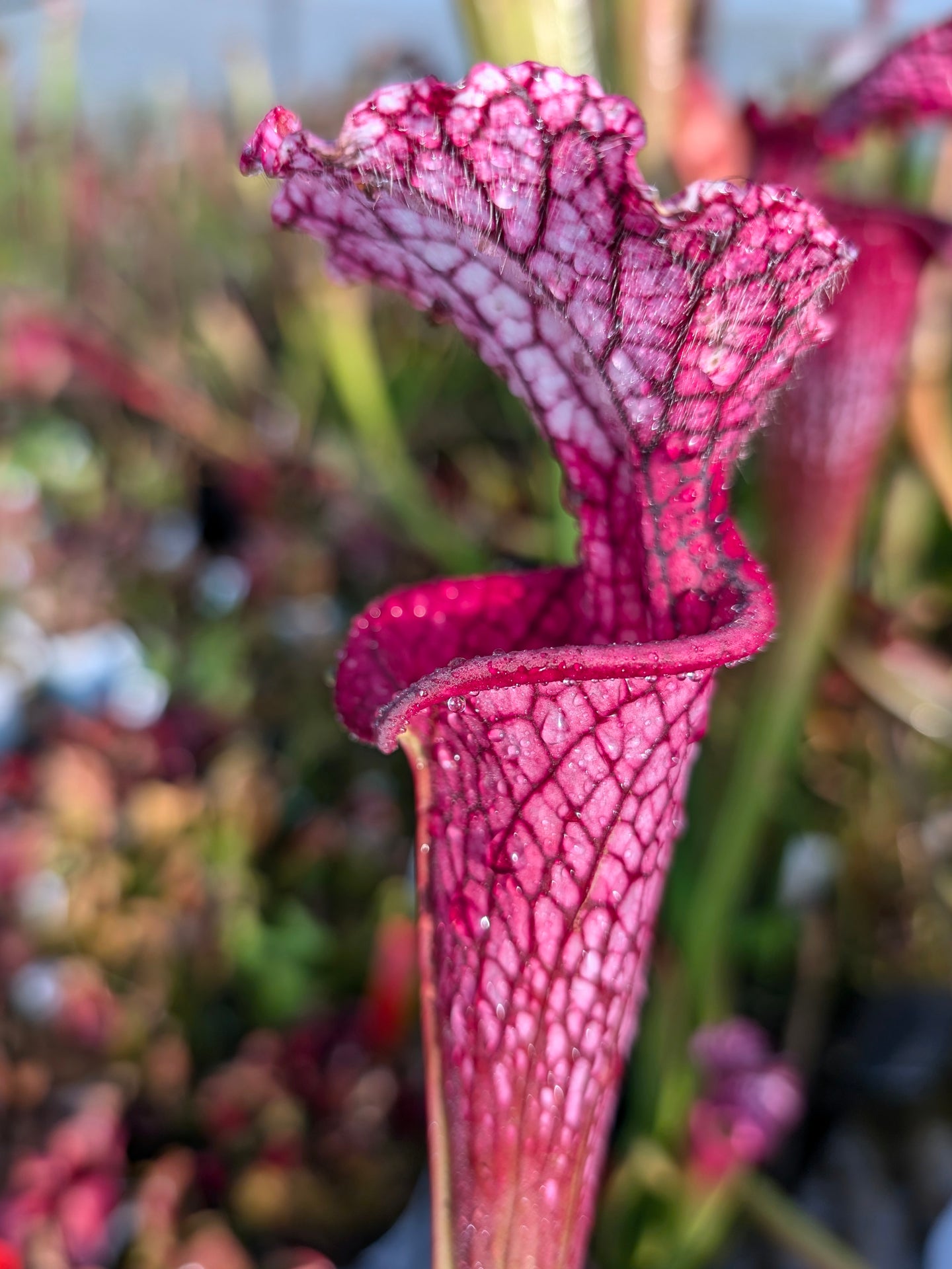 Sarracenia leucophylla "Venere"