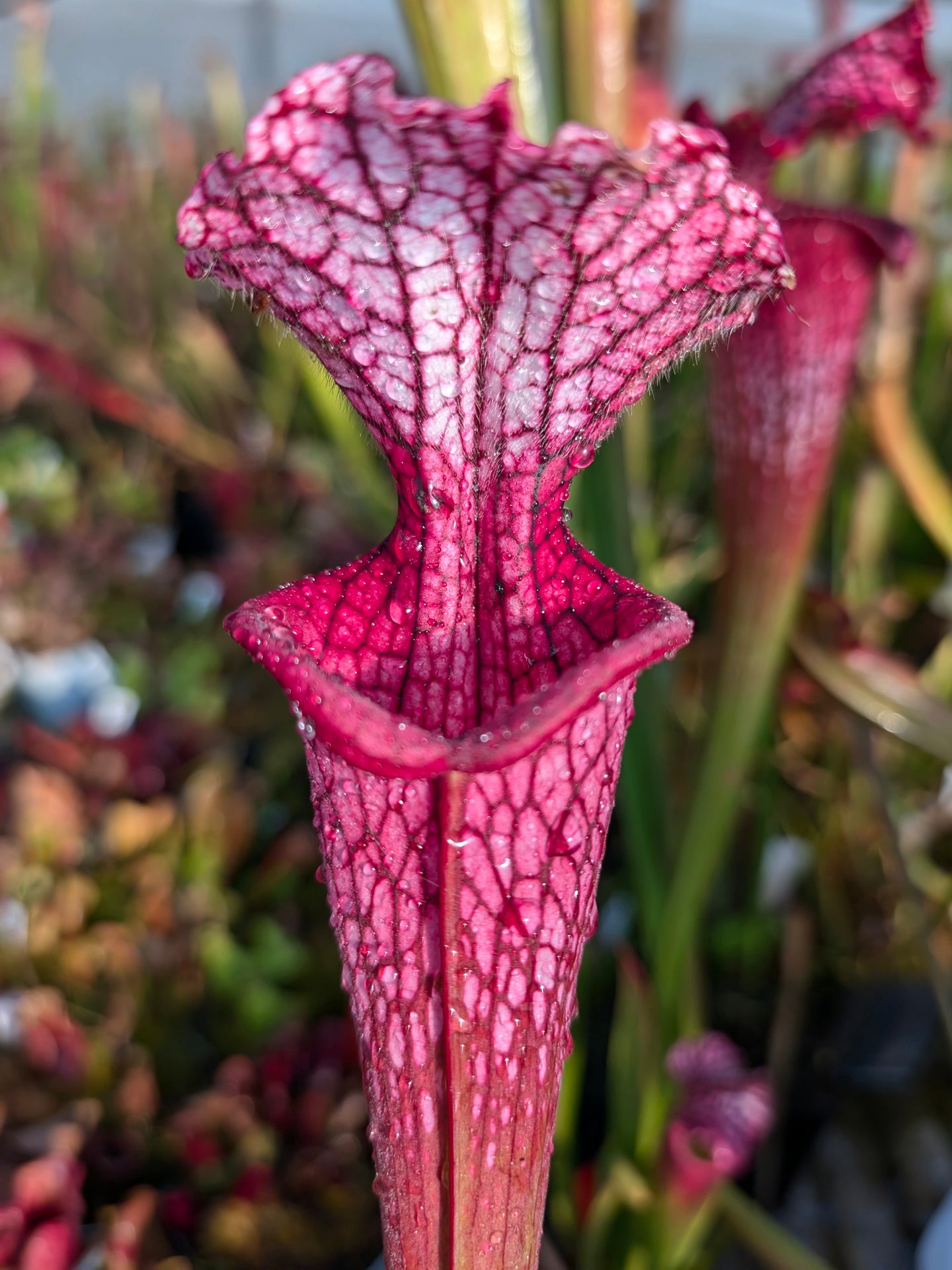 Sarracenia leucophylla "Venere"