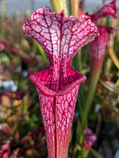 Sarracenia leucophylla "Venere"