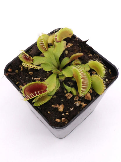 Dionaea muscipula 'Louchapates'