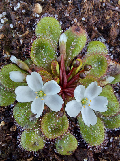 Drosera lowriei "Type" West Australia