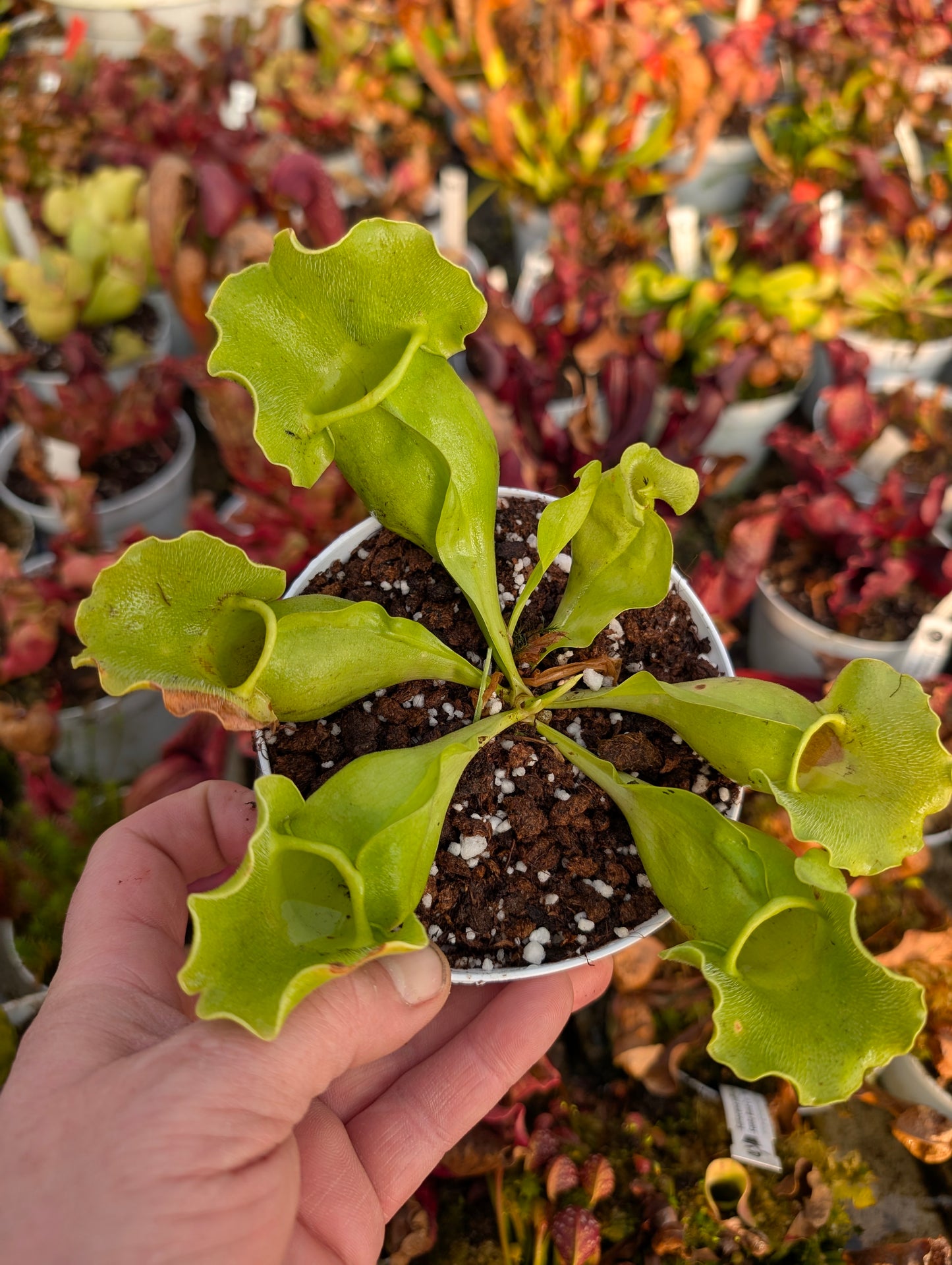 Sarracenia rosea f. luteola x SELF GC Seedgrown