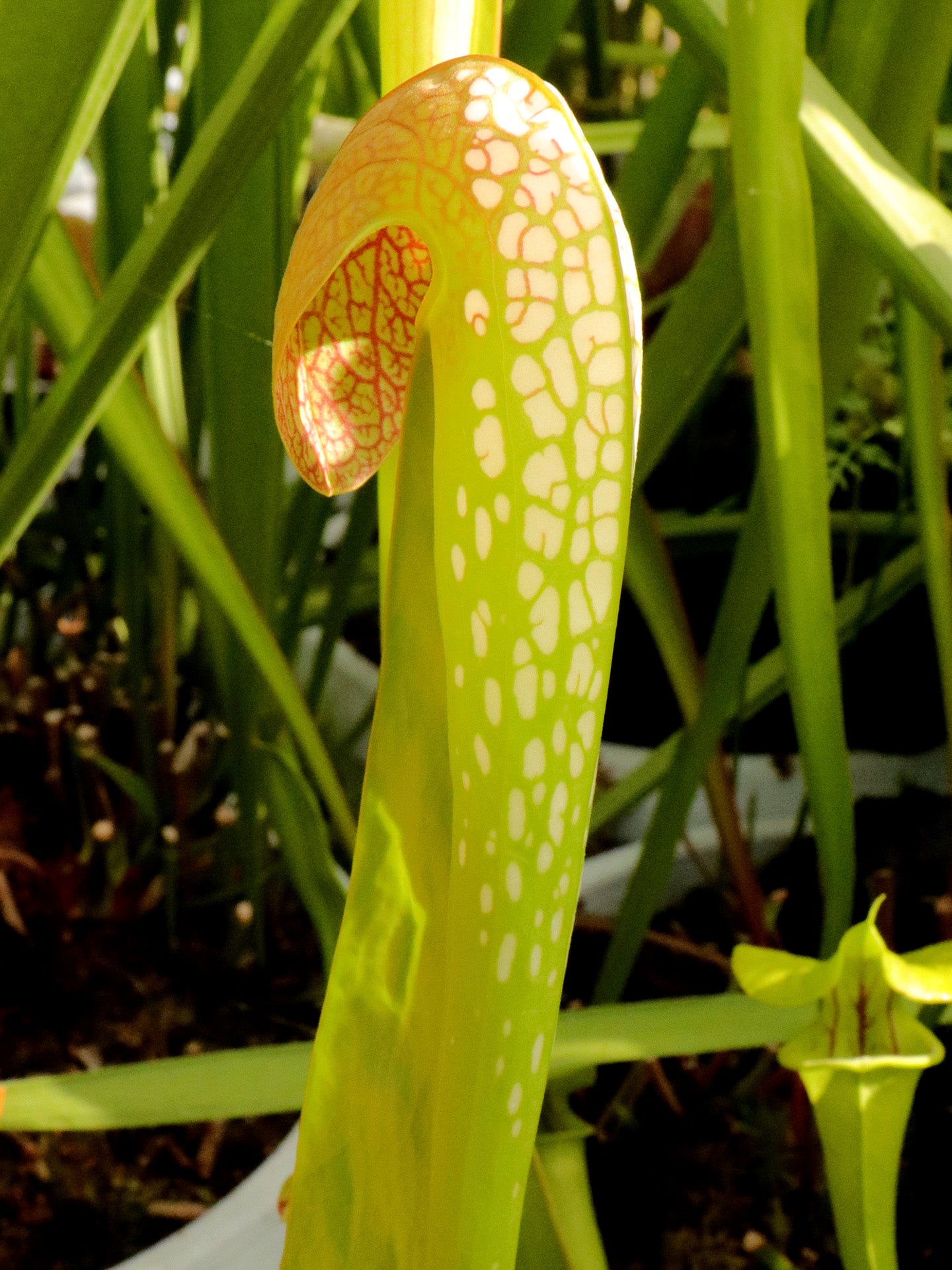 Sarracenia minor Typische Form, Waycross, GA M21 MK