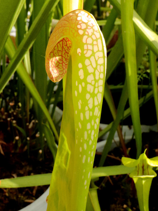 Sarracenia minor  Typical form, Waycross, GA   M21 MK