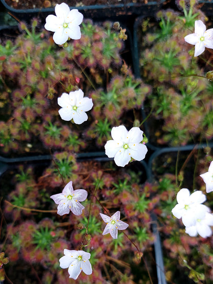 Drosera mannii x ericksoniae   POTTED GEMS