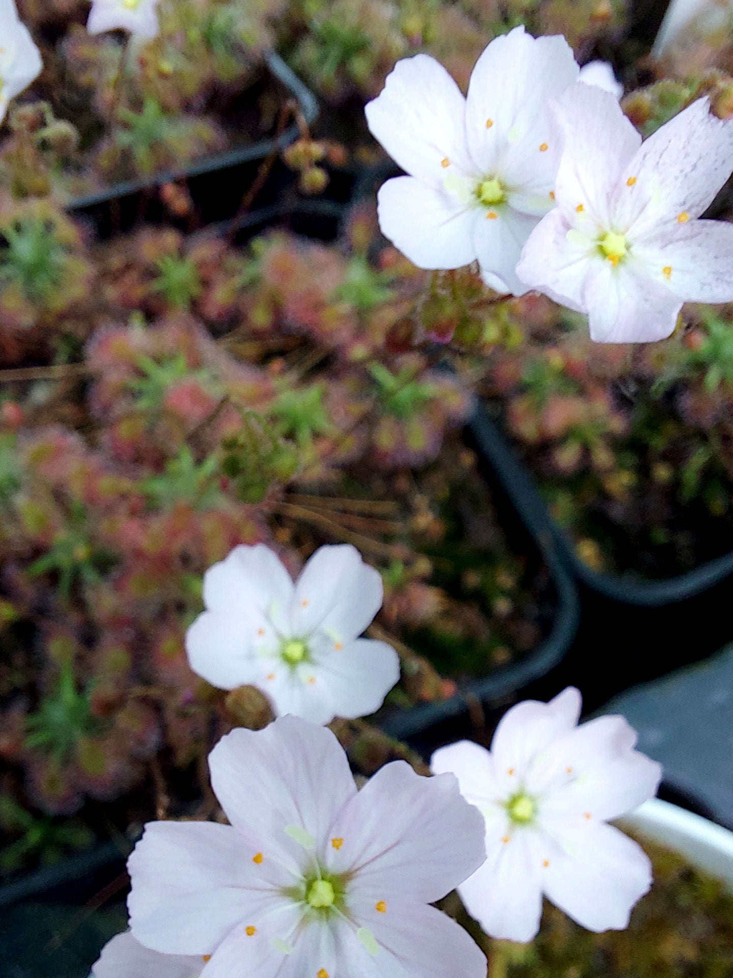 Drosera mannii x ericksoniae   POTTED GEMS