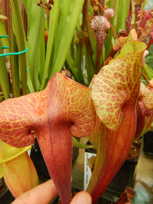 Sarracenia flava var. maxima x purp. ssp. venosa "Inverted veins" Clone B  Srba